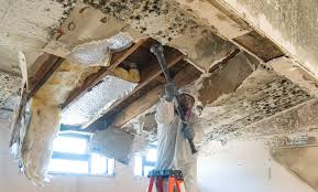 Professional Mold Removal & Remediation in Covedale, OH